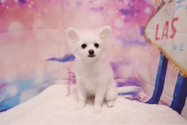 Pomeranian - Nari - Female