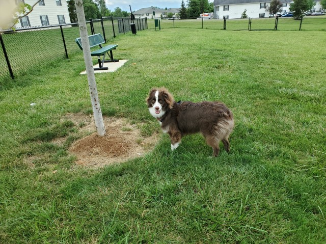 Australian Shepherd Dog puppy for sale + 61999