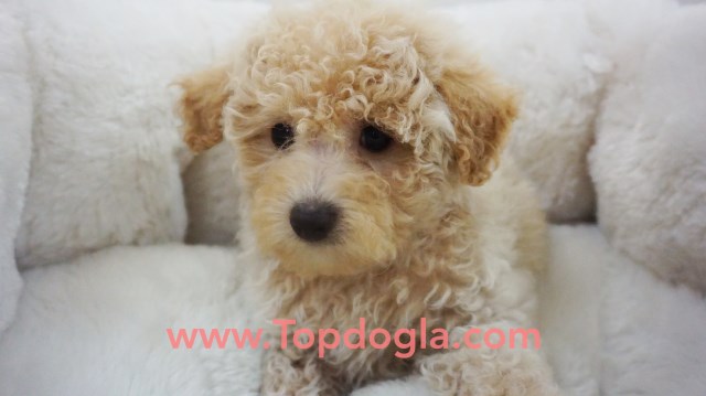 Maltipoo puppy for sale + 53687