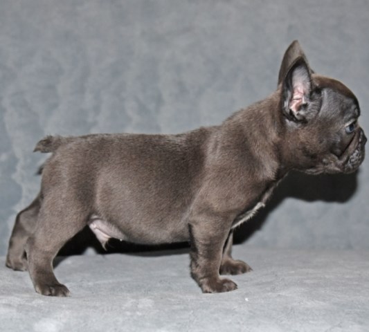French Bulldog puppy for sale + 51352