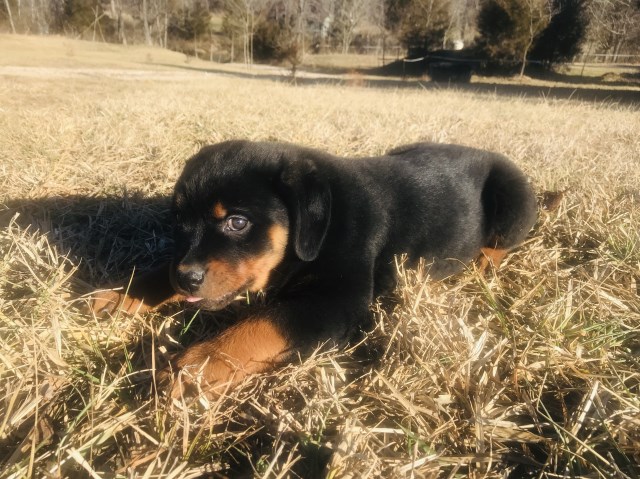 Rottweiler puppy for sale + 59735