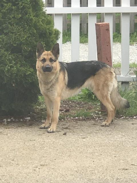 Female German shepherd pup