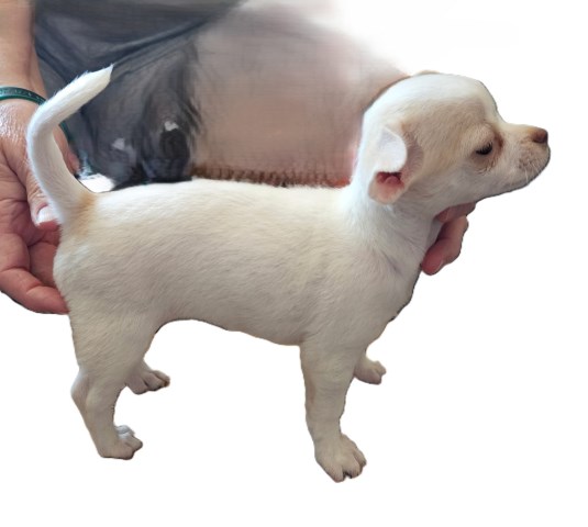 2 Female Chihuahuas  With Full AKC