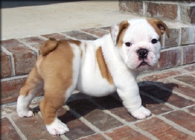 wrinkle skin healthy English bulldog puppies for sale