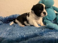 Apple Head Long Coat Chihuahua Male Pup Snoopy Chihuahua for sale/adoption