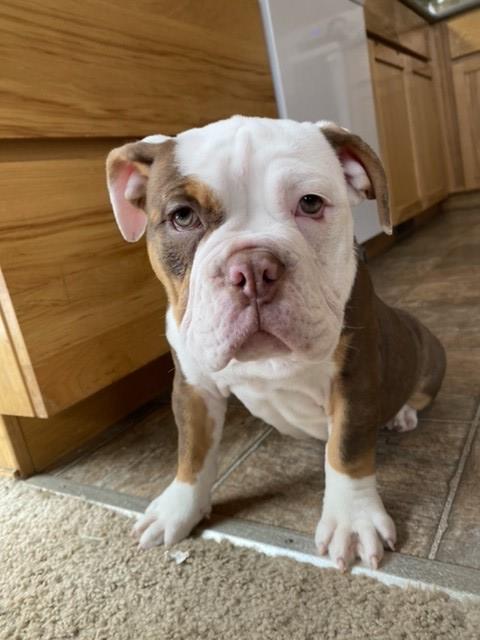 Olde English Bulldogge Puppy