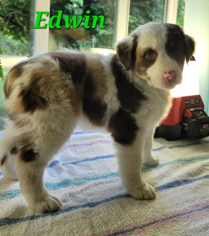 ASDR Miniature Australian Shepherds born May 14. Call 231 821 9399 Edwin