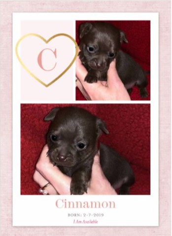Teacup Gorgeous Chihuahua Puppies Registered