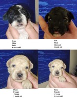 miniature poodles. Poodle Miniature for sale/adoption