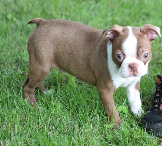 Boston Terrier puppy dog for sale in Charles City, Iowa