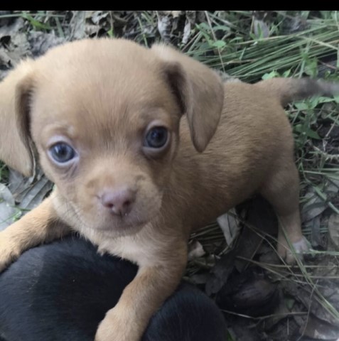 Chihuahua puppy for sale + 60652