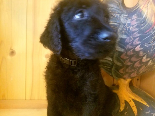 Labradoodle puppy for sale + 49628
