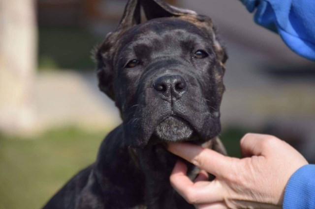 FCI Brindle Female Cane Corso