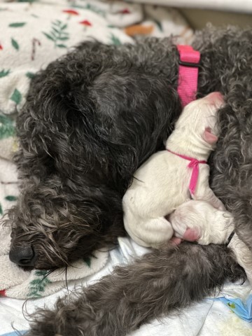 Labradoodle Puppies Litter of 8 born 7/15/23