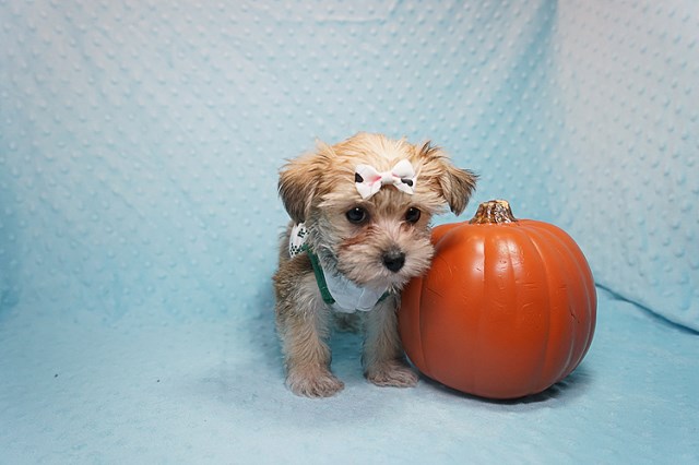 Morkie puppy for sale + 50681