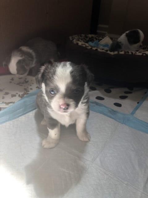 CKC reg. Beautiful male and female long coat puppies available