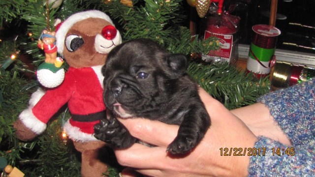 French Bulldog puppy for sale + 51213