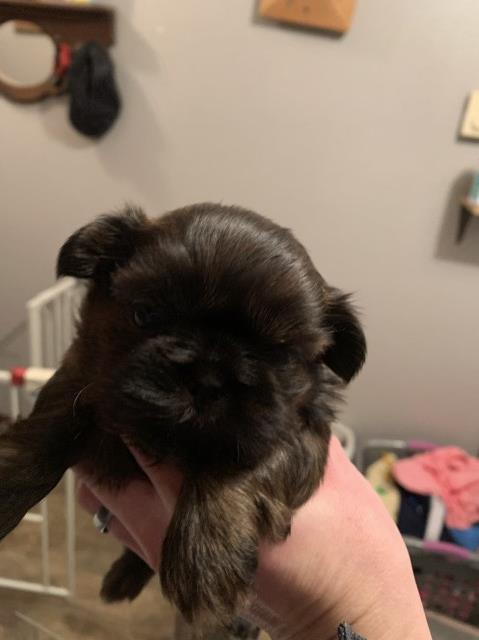 Female Shih tzu