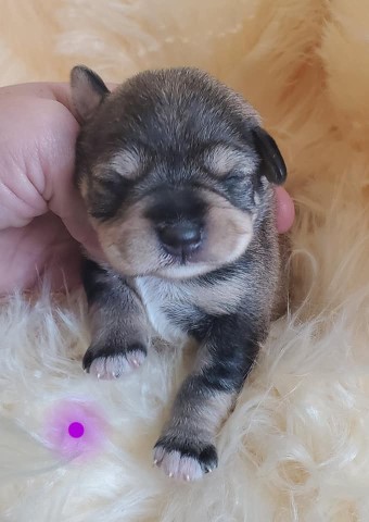 Miniature Schnauzer puppy for sale + 61752