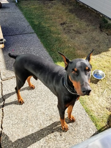 Doberman Pinscher Puppy Dog For Sale In Sacramento California