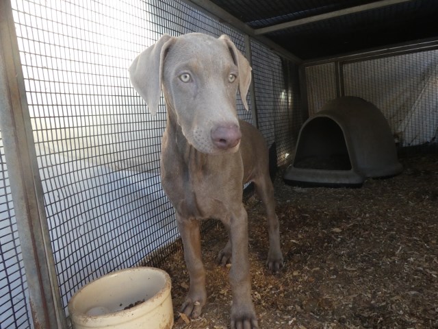 Doberman Pinscher puppy for sale + 54989