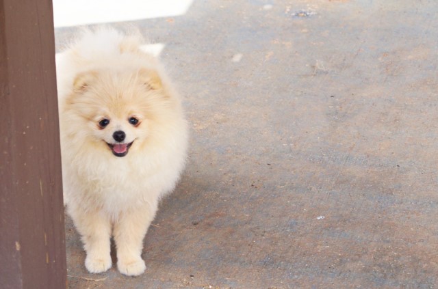 Pomeranian puppy for sale + 64583