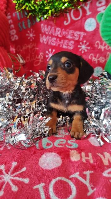 Dachshund puppy for sale + 66473