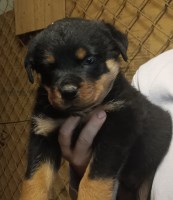 AKC Rottweiler Puppies Rottweiler for sale/adoption
