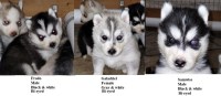 AKC CH Line Siberian husky puppies Siberian Husky for sale/adoption
