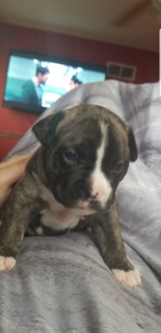 bulldog french pit mix clio michigan
