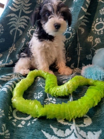 CKC REGISTERED MINIATURE SCHNAUZER