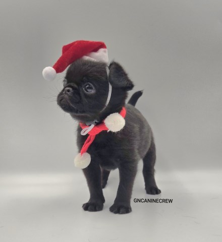 Brussels Griffon puppy for sale + 66963