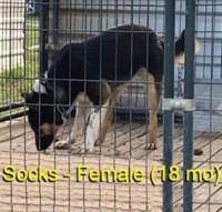 18-month-old (Socks) For Sale (No Papers) Malinois for sale/adoption