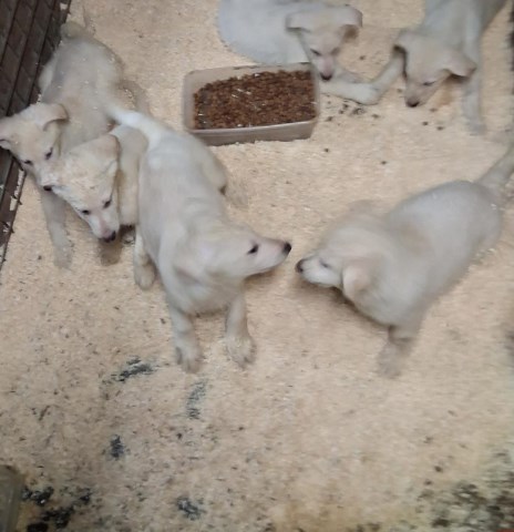 German Shepherd Dog puppy for sale + 66542