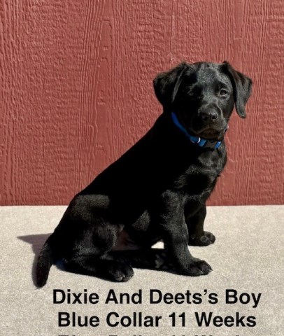 Labrador Retriever puppy for sale + 67049