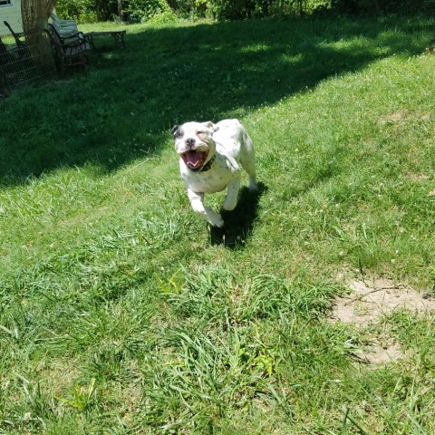 English Bulldog puppy for sale + 48001