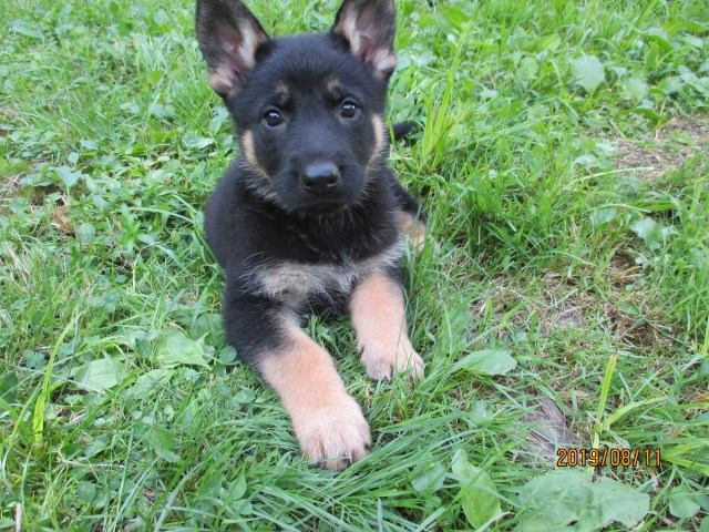 German Shepherd Dog puppy for sale + 58454
