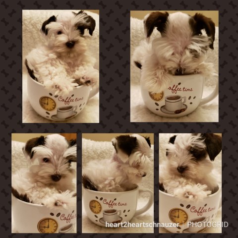 Schnauzer T Cup/ Tiny Toy Puppy For Sale!