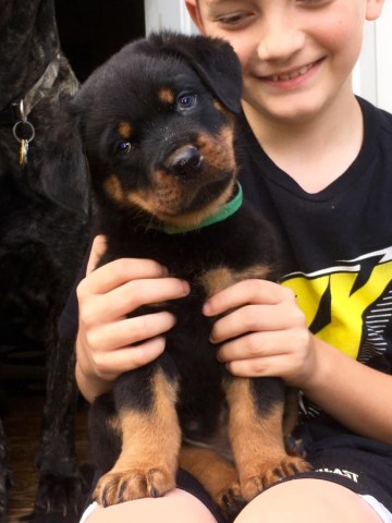 Rottweiler puppy for sale + 48017