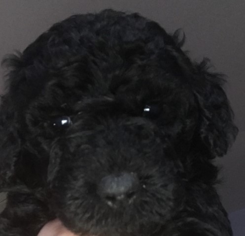 Goldendoodles (standard size) New Jersey