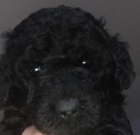 Goldendoodles (standard size) New Jersey Goldendoodle for sale/adoption