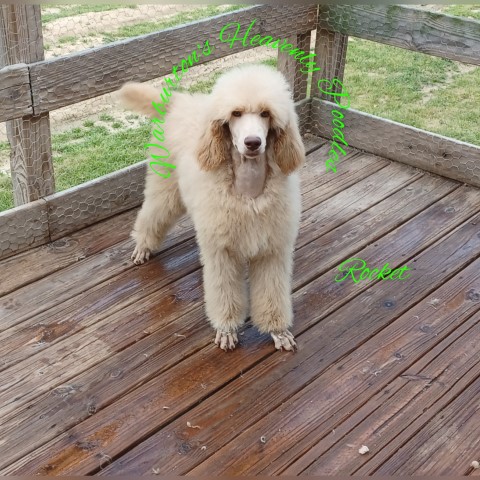 Poodle Standard puppy for sale + 62874