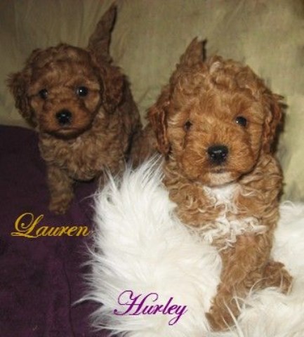 Cavapoo poo Puppies are Coming Soon !!!