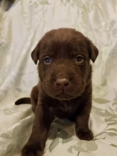 Labrador Retriever puppy for sale + 51583