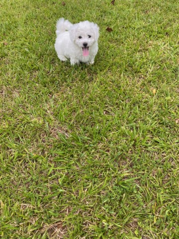 Bichon Frise puppy for sale + 63464