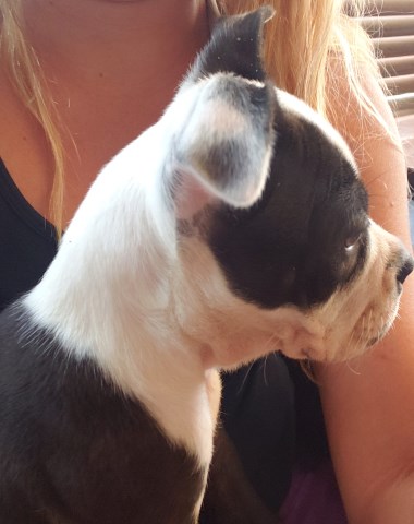 Boston Terrier puppy for sale + 58523