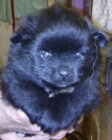 CKC Pomeranian Puppies For Sale!