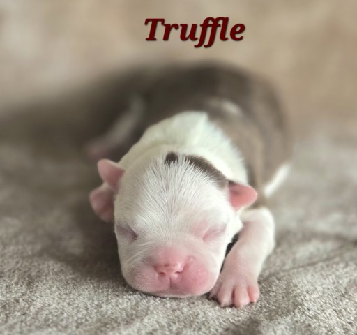 Boston Terrier puppy for sale + 67100