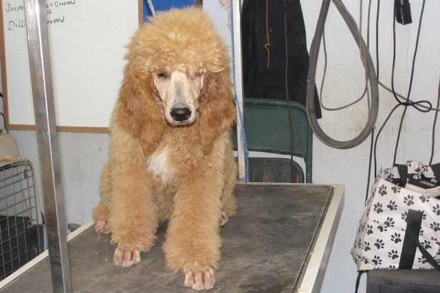 Poodle Standard puppy for sale + 47232