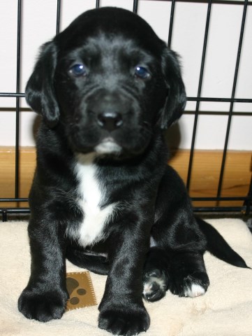 Ready for his new forever home.